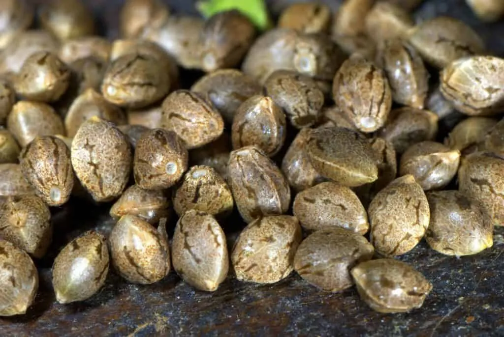 cannabis seeds on sale