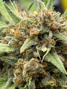 Purple Lemonade