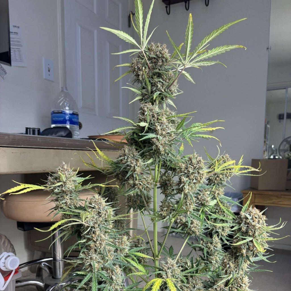 Durban Auto