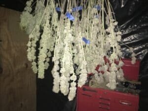 How to use the snap test to cure cannabis.