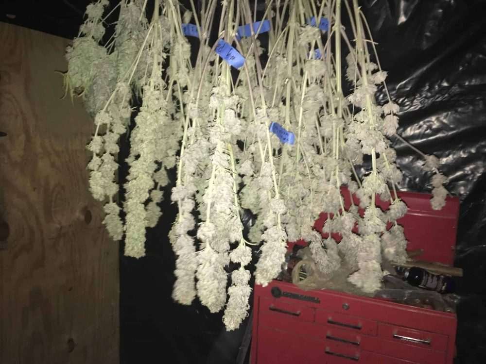 How to use the snap test to cure cannabis.