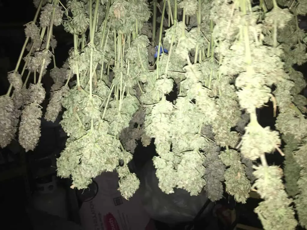 Santa Marta Colombian Gold Regular Cannabis Seed