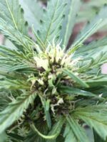 Blue Haze Auto
