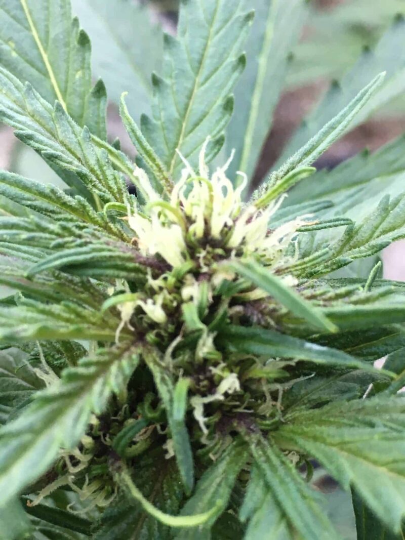 Blue Haze Auto