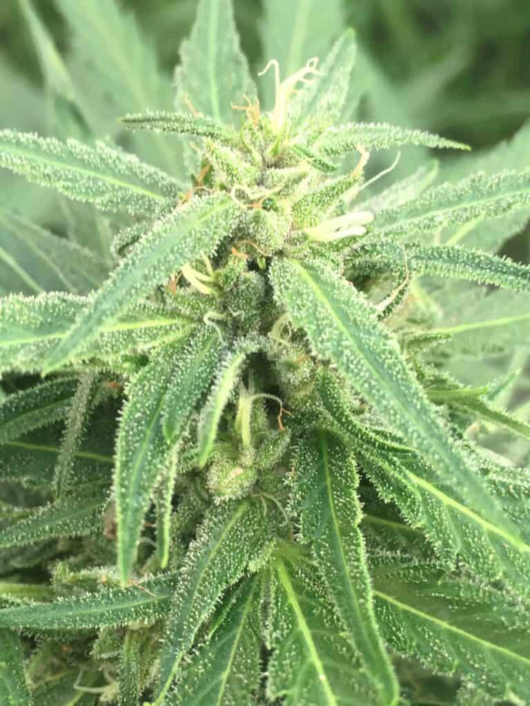 Green Sour Lowryder 2