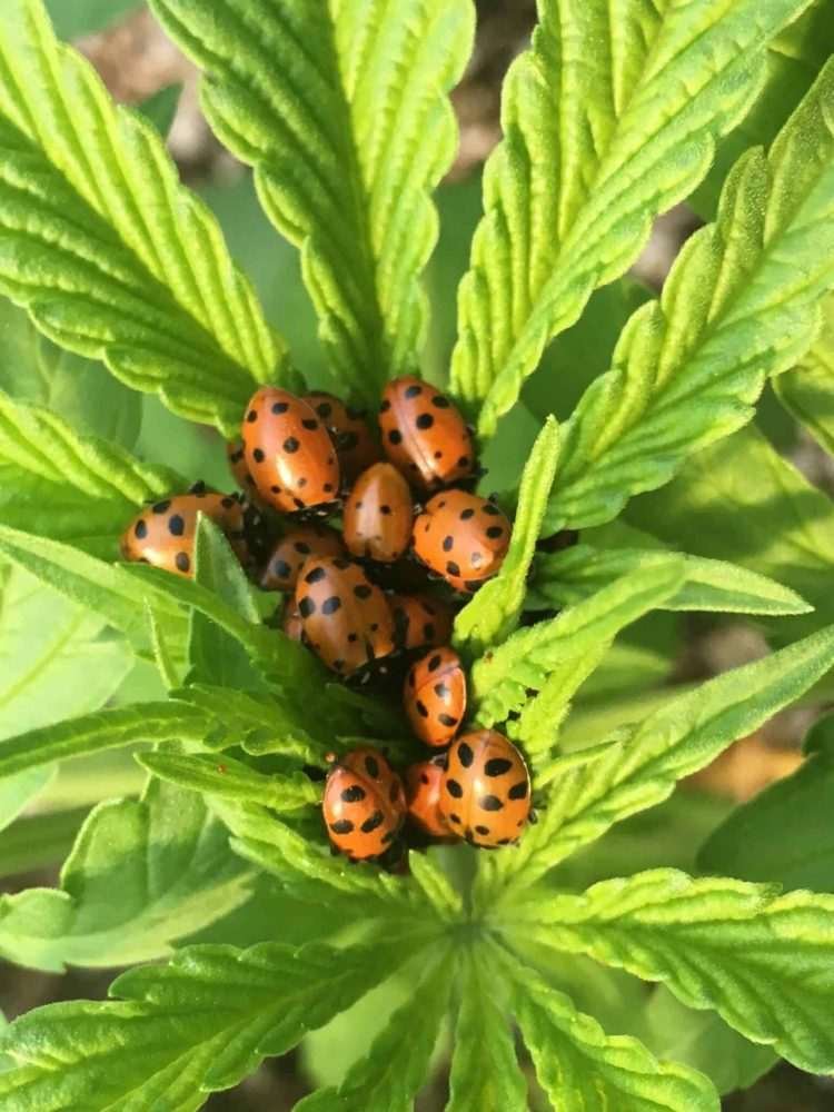 Lots of Lady Bugs On Cannabis Plant