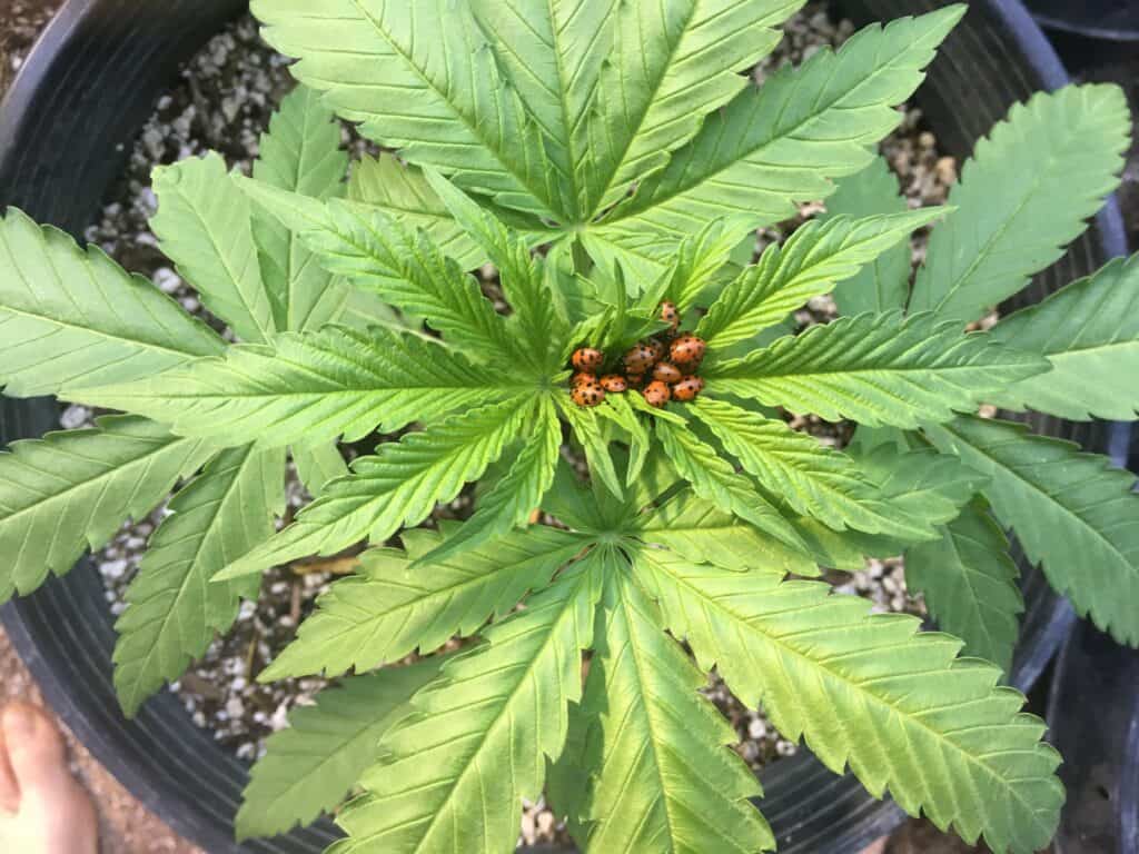 Lady Bugs on Cannabis