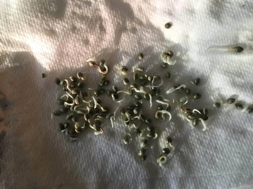 Germinating Cannabis Seeds on a Paper Towel