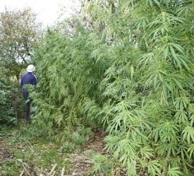 Piebert Cannabis Strain