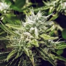 Sour patch cbd