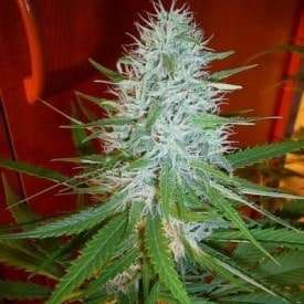 Santa Marta Colombian Gold Regular Cannabis Seed