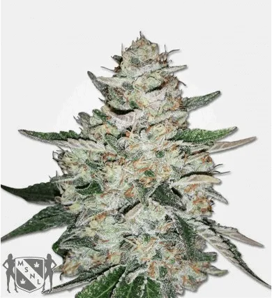 Santa Marta Colombian Gold Regular Cannabis Seed