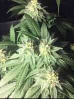 Santa Marta Columbian Gold