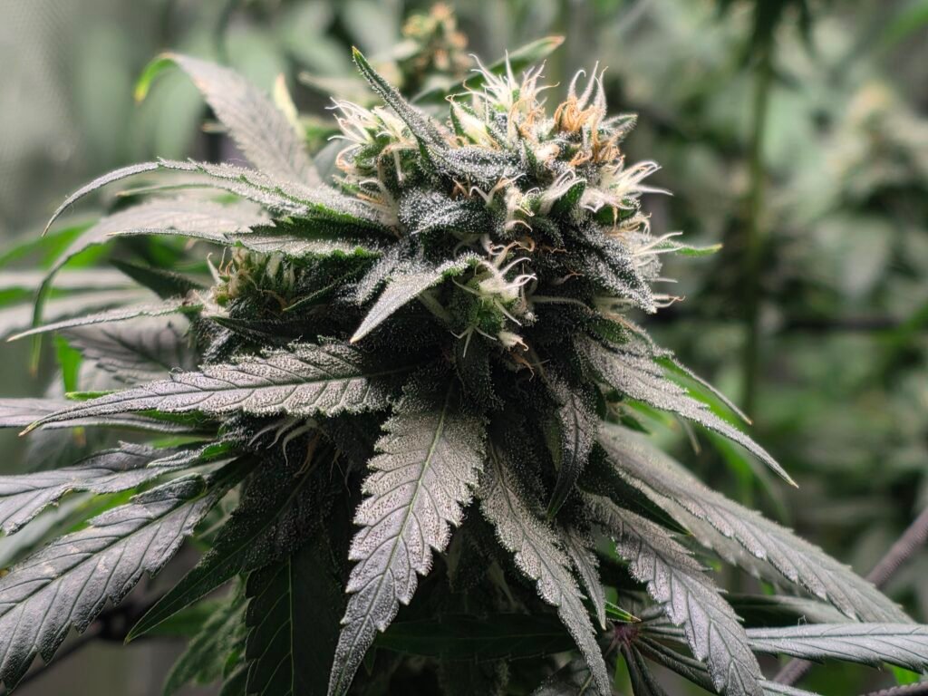 cannabis for Anxiety