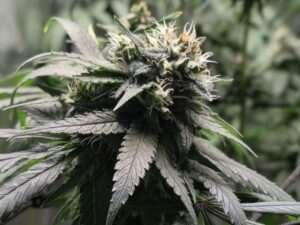 cannabis for Anxiety