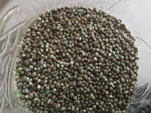 Free Cannabis Seeds