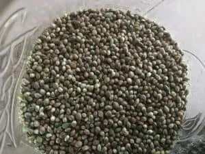 Free Cannabis Seeds