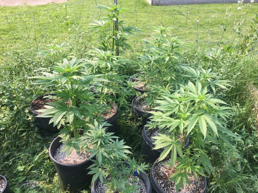 Sour Lowryder 2 Auto Grow