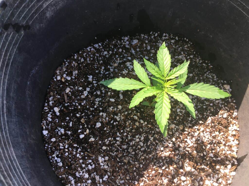 Sour Lowryder 2 Auto