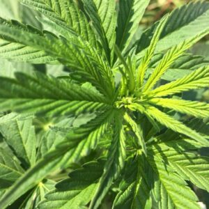 Columbian Gold Strain