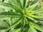 Columbian Gold Strain