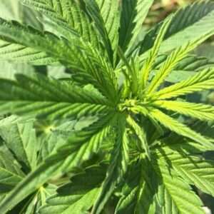 Columbian Gold Strain