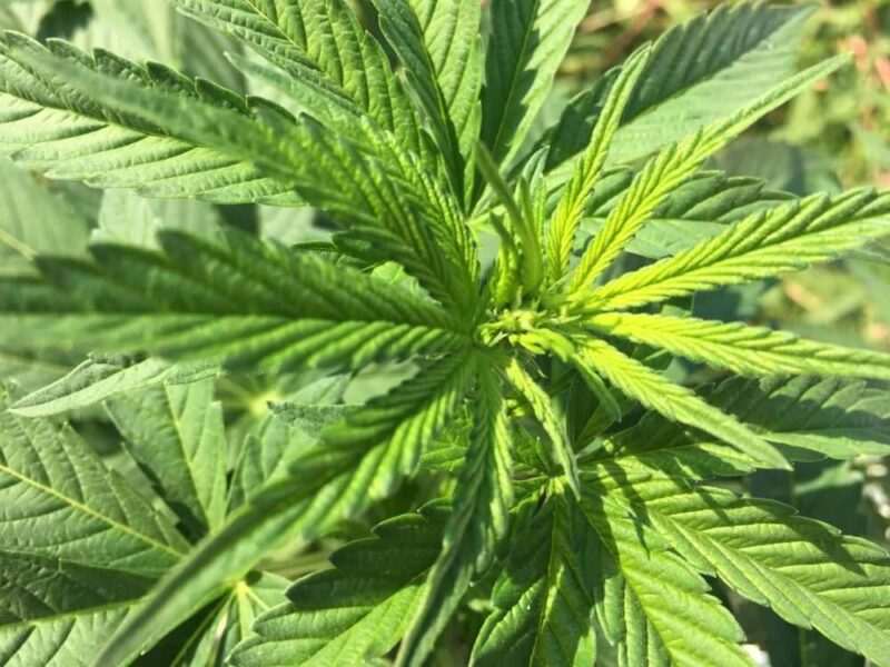 Columbian Gold Strain