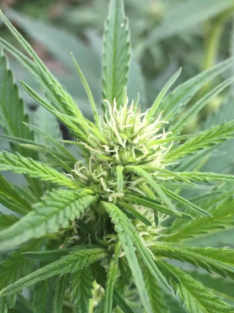 Santa Marta Colombian Gold Regular Cannabis Seed