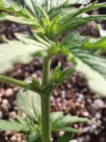 Female Cannabis Plant