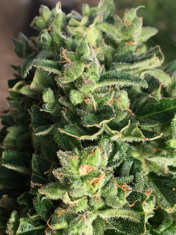 Auto Durban Poison