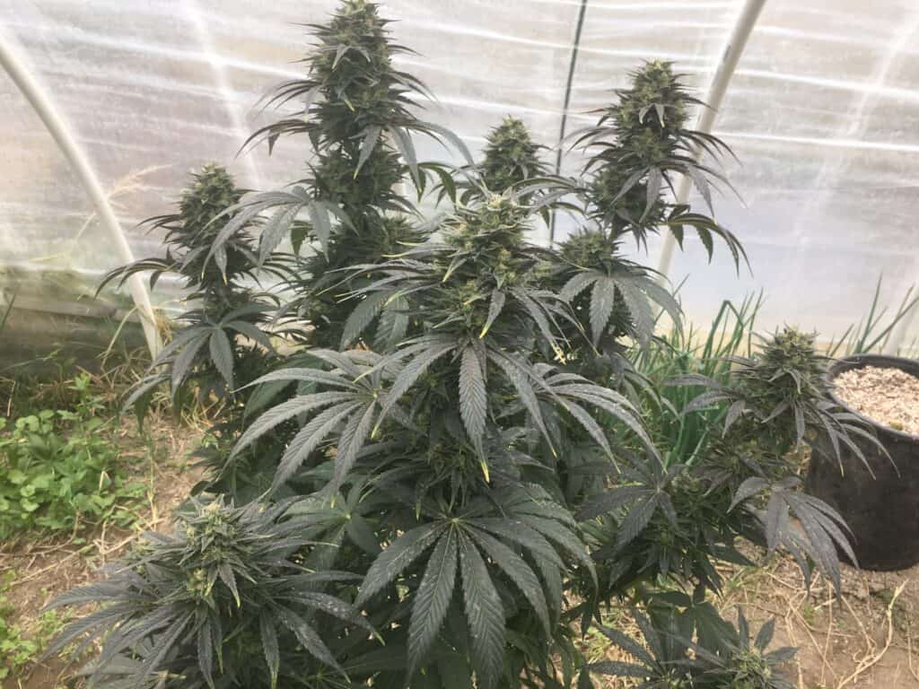 Budding cannabis plant
