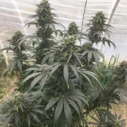 Budding Paul's Purple Fire cannabis plant