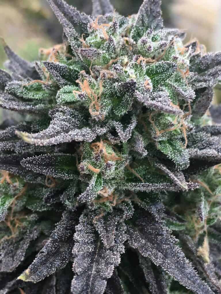 Purple Cannabis Bud