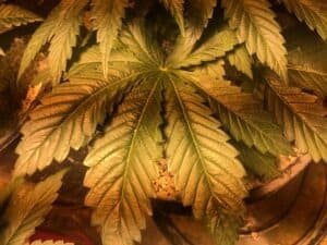 The Black is a beautiful Indica dominate cannabis strain.