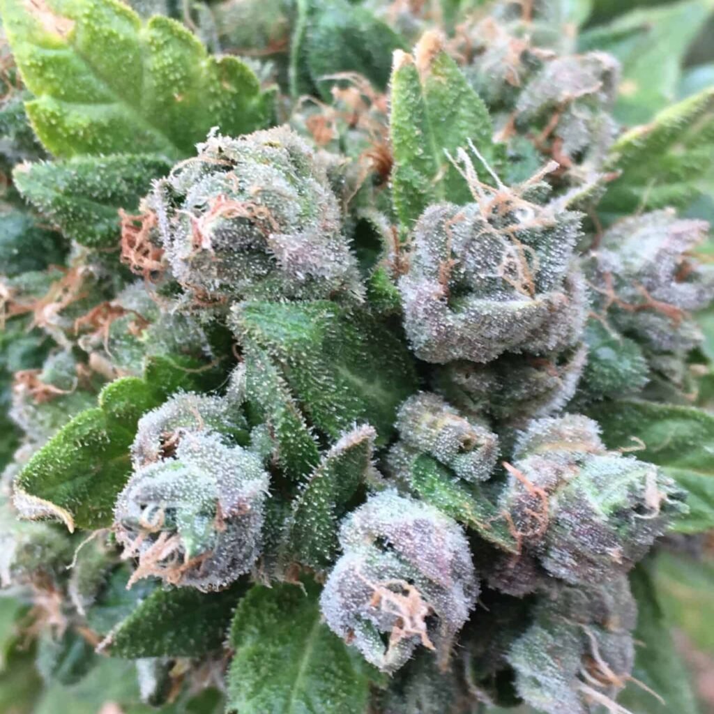 Indica Type Cannabis Bud