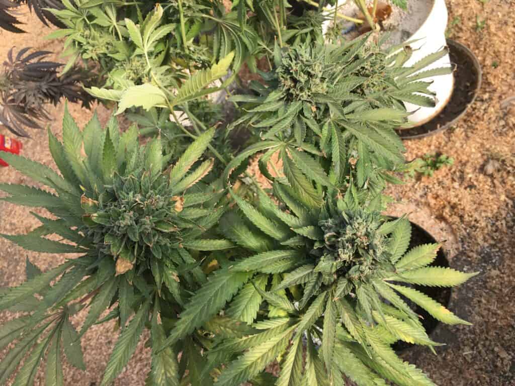 Sour Lowryder 2 Auto