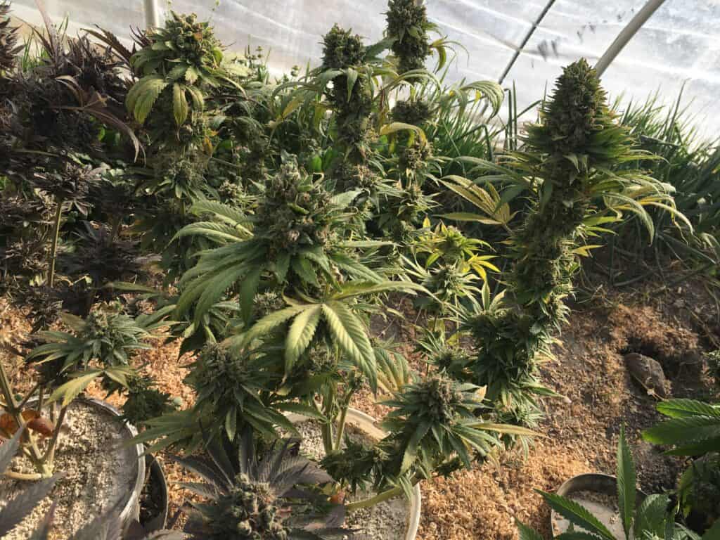 Sour Lowryder 2 Auto Seed Grow