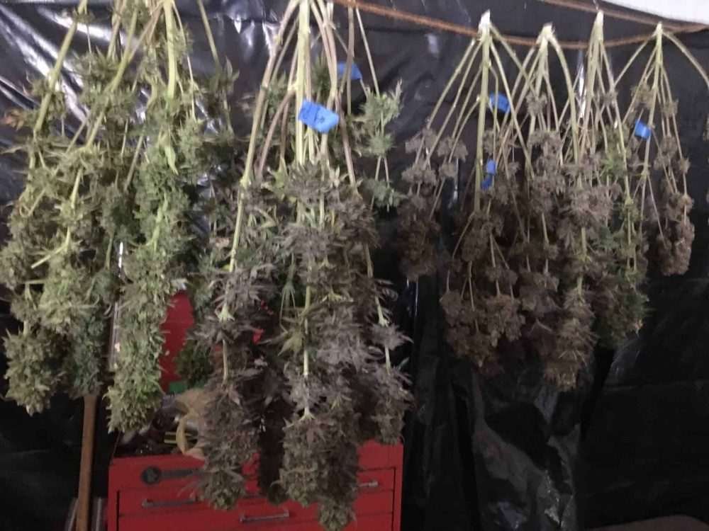 Harvested Cannabis