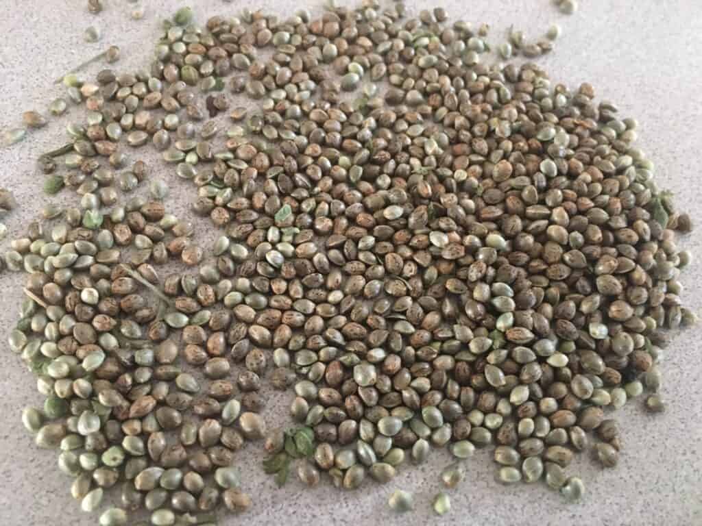 cannabis seeds