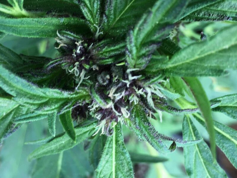 sour lowryder 2 purple pheno