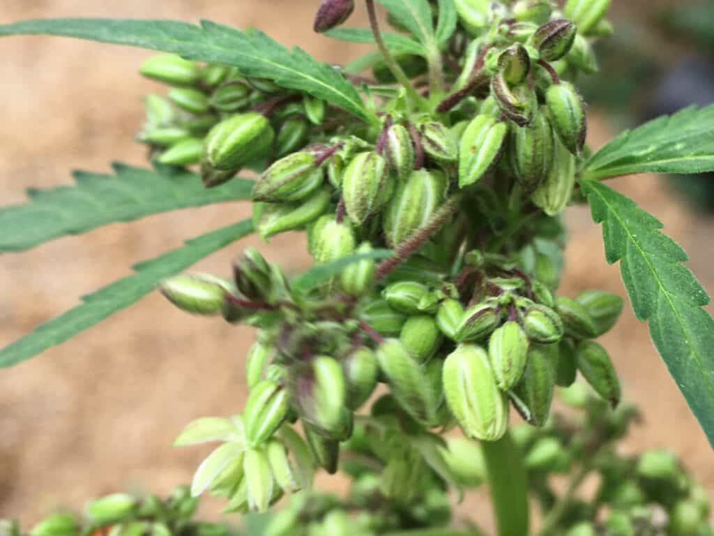 Male Cannabis Flower