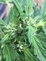 Female Cannabis Plant
