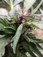 sour lowryder 2 purple pheno