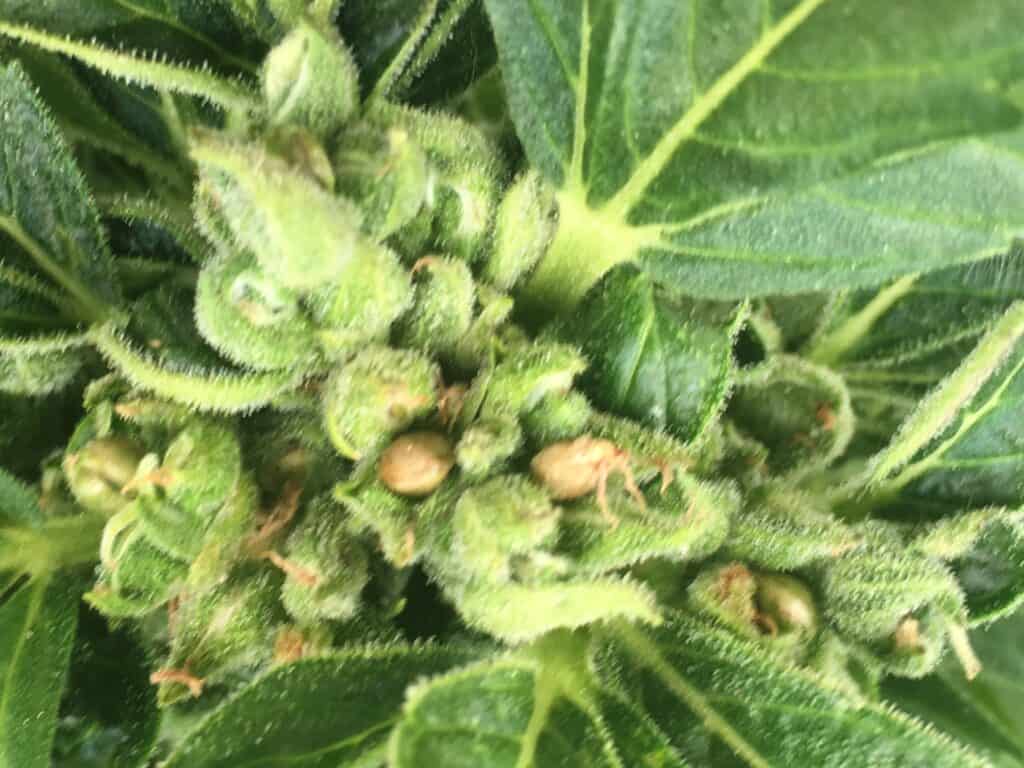 Sour Lowryder 2 Auto