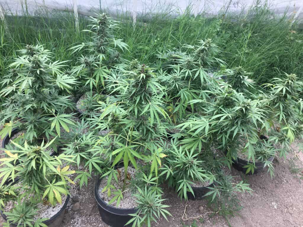 Auto Flower Cannabis