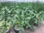Sour 60 Auto Seed Grow