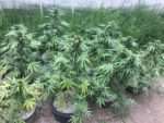 Sour 60 Auto Seed Grow