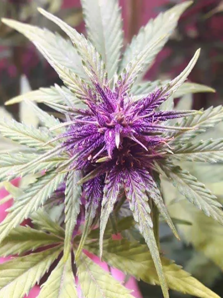 Purple Sour 60