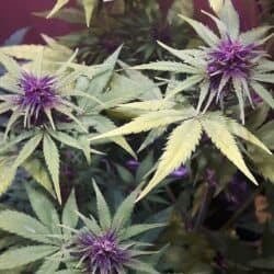 Purple Cannabis Plant