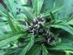 sour lowryder 2 purple pheno
